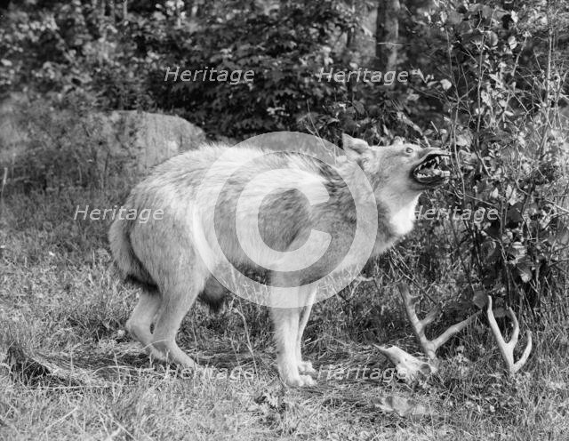 A Northern Michigan timber wolf, Sault Sainte Marie, between 1905 and 1915. Creator: Unknown.