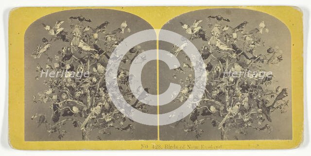 Birds of New England, 1855/75. Creators: Kilburn Brothers, BW Kilburn.