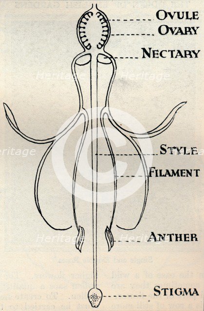 Diagram Of A Fuchsia Flower Showing The Mechanism Employed To Produce Seeds C1934 Artist Unknown 2623105 Heritage Images