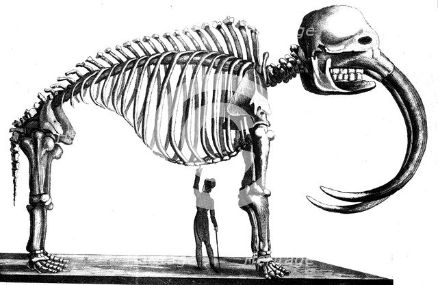 Mammoth skeleton, 1823. Artist: Unknown