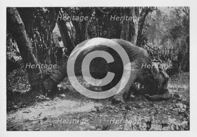 'Elephant Kraaling in Ceylon - Noosed', c1890, (1910). Artist: Alfred William Amandus Plate.