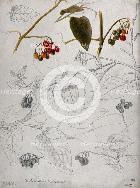 Black nightshade (Solanum nigrum): leaves and fruits. Creator: Unknown.