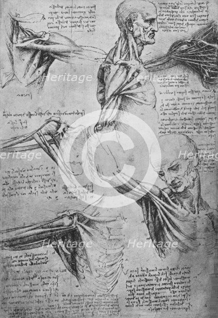 'Anatomical Studies of a Man's Neck and Shoulders', c1480 (1945). Artist: Leonardo da Vinci.