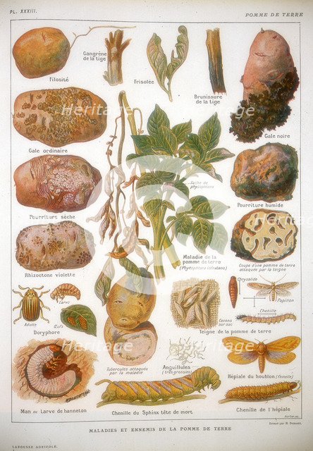 Diseases of the potato, c1920. Artist: Unknown