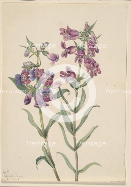 Prairie Pentstemon (Pentstemon erianthera), 1923. Creator: Mary Vaux Walcott.
