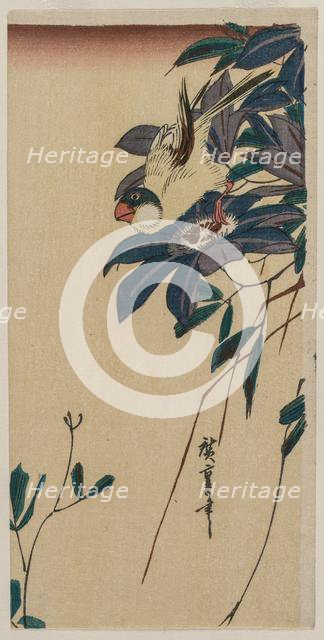 Grosbeak and Clematis, mid-1830s. Creator: Ando Hiroshige (Japanese, 1797-1858).