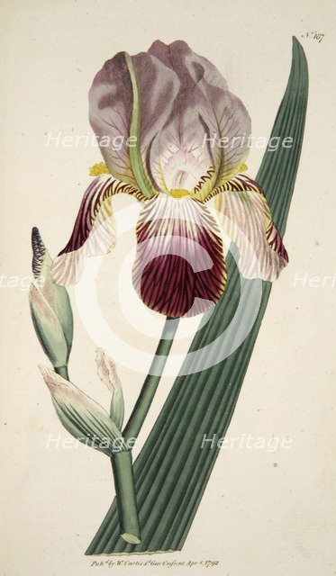 Iris Sambucina (Elder Scented Iris),  pub. 1792 (hand coloured engraving). Creator: English School (18th Century).