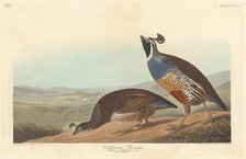 Californian Partridge, 1838. Creator: Robert Havell.