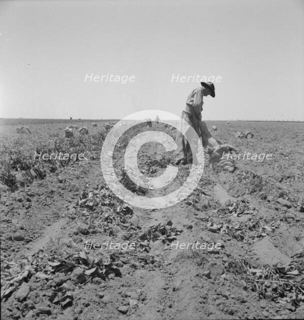 Potato field and pickers near Shafter, California, 1937. Creator: Dorothea Lange.