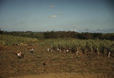 FSA borrowers harvesting sugar cane cooperatively on a farm, vicinity Rio Piedras, Puerto Rico, 1941 Creator: Jack Delano.