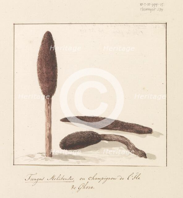 Rare plant of the island of Gozo, 1778. Creator: Louis Ducros.