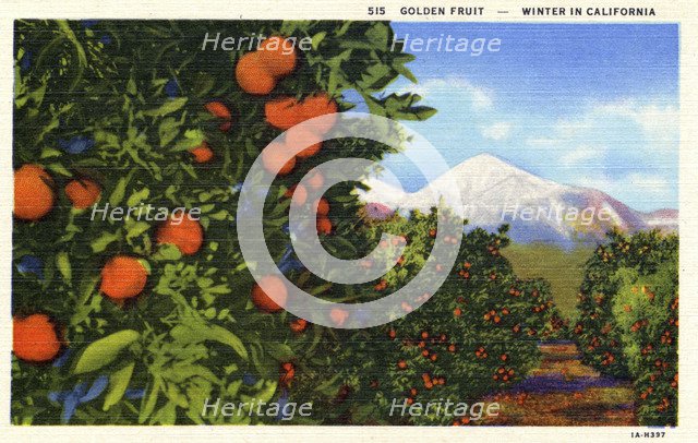 'Golden Fruit, Winter in California', postcard, 1931. Artist: Unknown