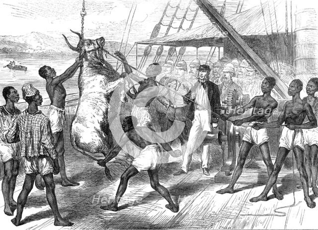 The Ashantee War: shipping bullocks at Sierra Leone for Cape Coast Castle..., 1874. Creator: Unknown.