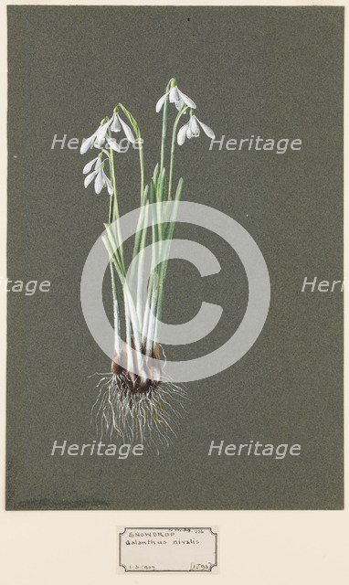 Galanthus nivalis L. (Snowdrop), c1903 -1915. Creator: Harold Drinkwater.