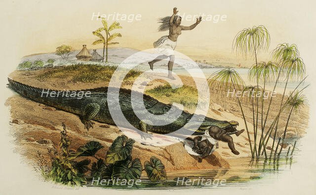 Nile crocodile attacking a child, 1856. Creator: Edouard Travies.