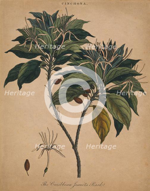 'Cinchona. The Caribbean Jesuits Bark', 1801. Creator: Unknown.