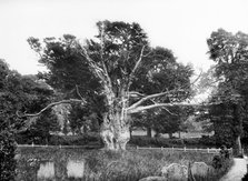 Ancient yew tree, Aldworth, Berkshire, 1895. Artist: Henry Taunt.