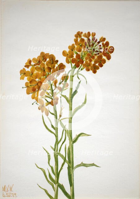 Wallflower (Erysimum wheeleri), 1937. Creator: Mary Vaux Walcott.