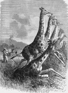 'Hunting the Giraffe; Life in a South African Colony', 1875. Creator: Unknown.