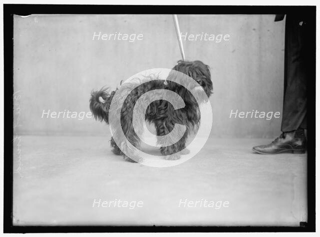 Dog, between 1910 and 1917. Creator: Harris & Ewing.