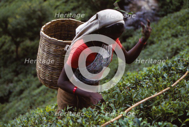 Tamil Tea-Picker, Near West Haputale, Sri Lanka, 20th century. Artist: CM Dixon.
