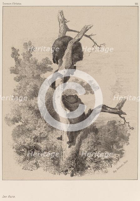 Les ours. Creator: Karl Bodmer.