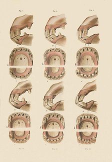 'Description of Plate Showing the Age, As Indicated By The Teeth', c1879. Creator: Unknown.