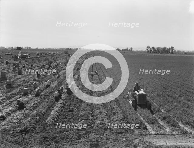 Large scale agriculture, near Meloland, Imperial Valley, 1939. Creator: Dorothea Lange.