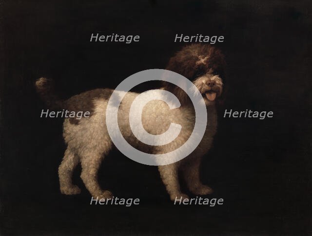 Water Spaniel, 1769. Creator: George Stubbs.