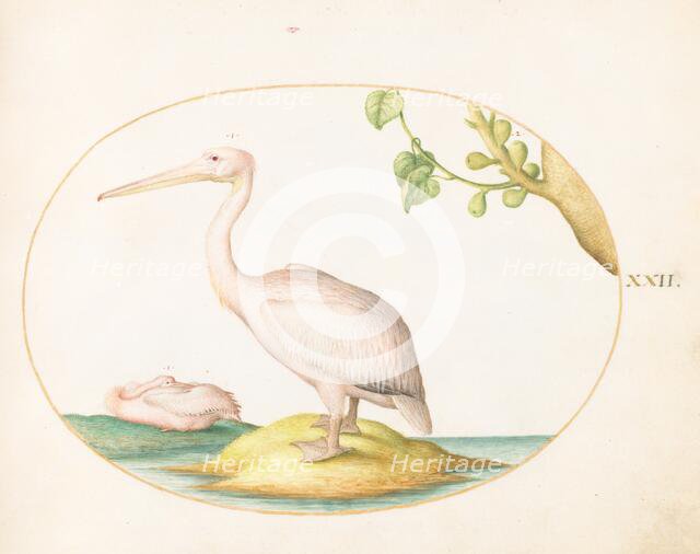 Animalia Volatilia et Amphibia (Aier): Plate XXII, c. 1575/1580. Creator: Joris Hoefnagel.