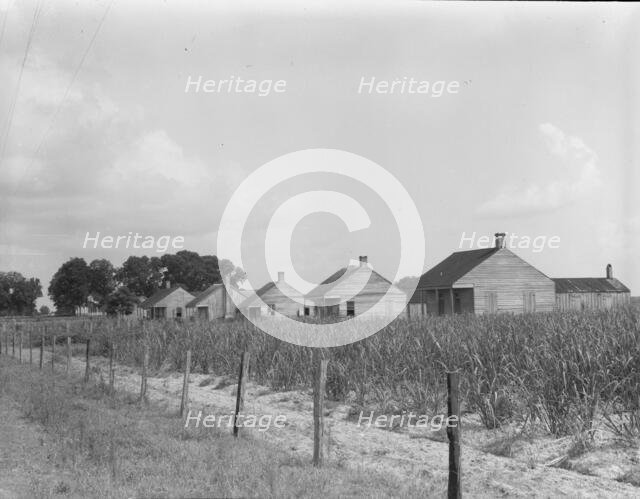 Cabins for sugarcane workers, Bayou La Fourche, Louisiana, 1937. Creator: Dorothea Lange.