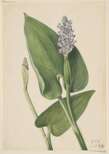 Pickerelweed (Pontederia cordata), 1919. Creator: Mary Vaux Walcott.