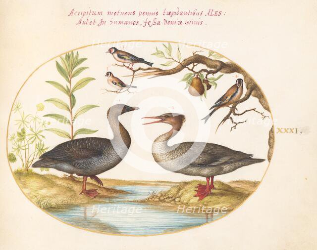 Animalia Volatilia et Amphibia (Aier): Plate XXXI, c. 1575/1580. Creator: Joris Hoefnagel.