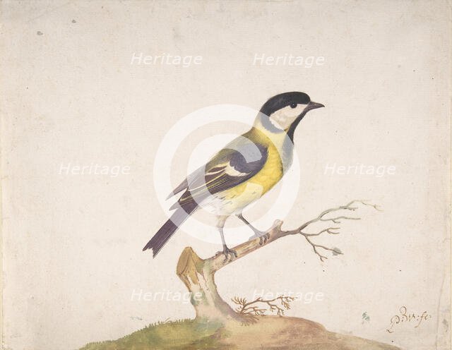 A Great Titmouse (Parus major) Perched on a Branch, 1670-93. Creator: Pieter Withoos.