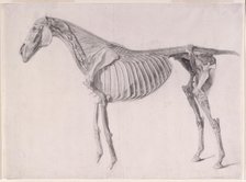 Finished study for 'The Fifth Anatomical Table of the Muscles ... of the Horse', 1756. Creator: George Stubbs.