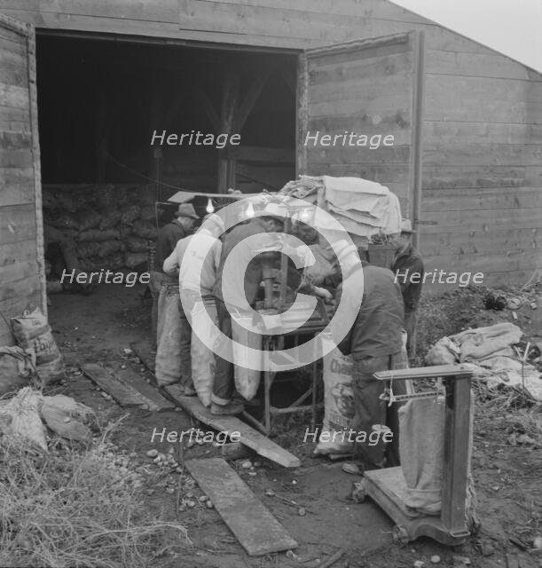 Grading potatoes, preparing for shipment..., ten miles south of Merrill, Oregon, 1939. Creator: Dorothea Lange.