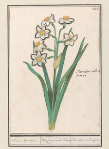 Spray Daffodil (Narcissus), 1596-1610. Creators: Anselmus de Boodt, Elias Verhulst.