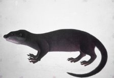 Otter, 18th century. Creator: Unknown.