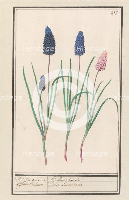 Grape hyacinths (Muscari botryoides), 1596-1610. Creators: Anselmus de Boodt, Elias Verhulst.