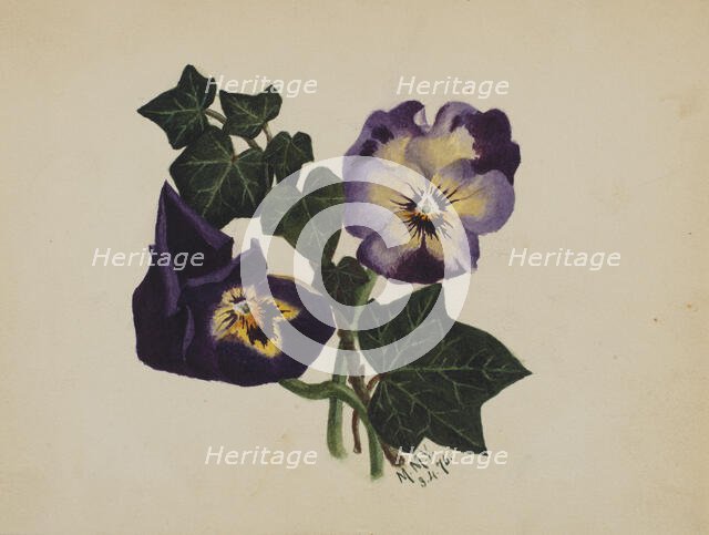 Untitled (Pansies and Ivy), 1876. Creator: Mary Vaux Walcott.
