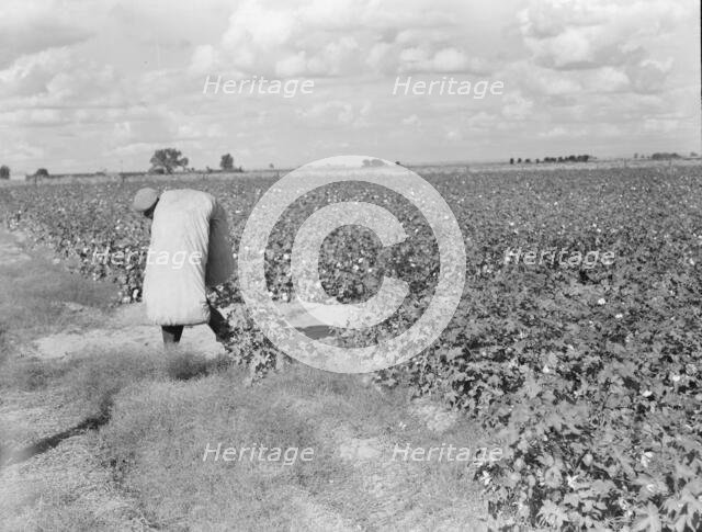 Migratory field worker picking cotton in San Joaquin Valley, CA, 1938. Creator: Dorothea Lange.