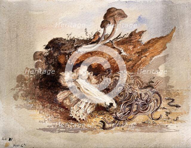 A group of fungi, possibly including Clavaria and Agaricus species, c19th century. Creator: Unknown.