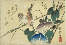 Sparrows and morning glories, 1830s. Creator: Ando Hiroshige.