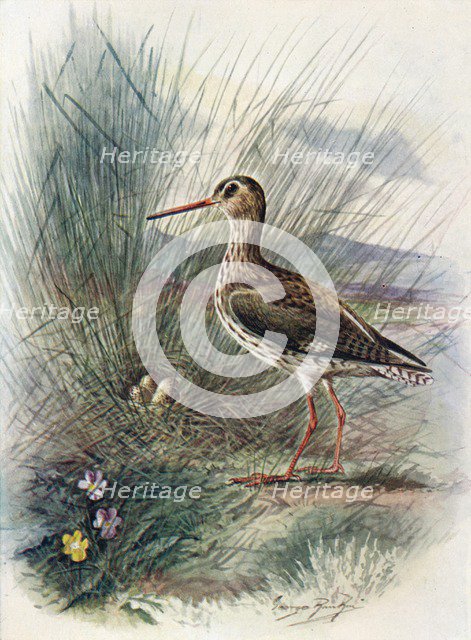 'Redshank - To'tanus cal'idris', c1910, (1910). Artist: George James Rankin.