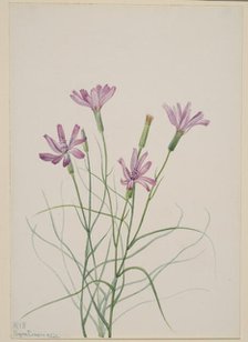 Skeleton Weed (Lygodesmia grandiflora), 1931. Creator: Mary Vaux Walcott.