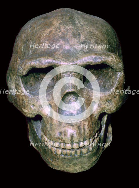 Skull of 'Peking' man (reconstruction). Artist: Unknown