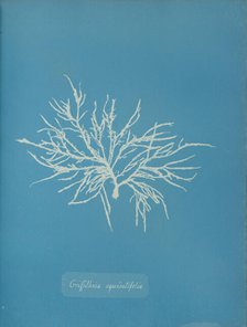 Griffithsia equisetifolia, ca. 1853. Creator: Anna Atkins.