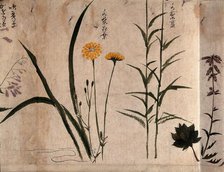 Three flowering plants, one possibly a composite, 1870. Creator: Unknown.