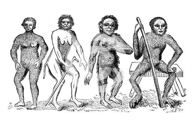 The Anthropomorpha of Linnaeus, c1760, (1863). Creator: Unknown.