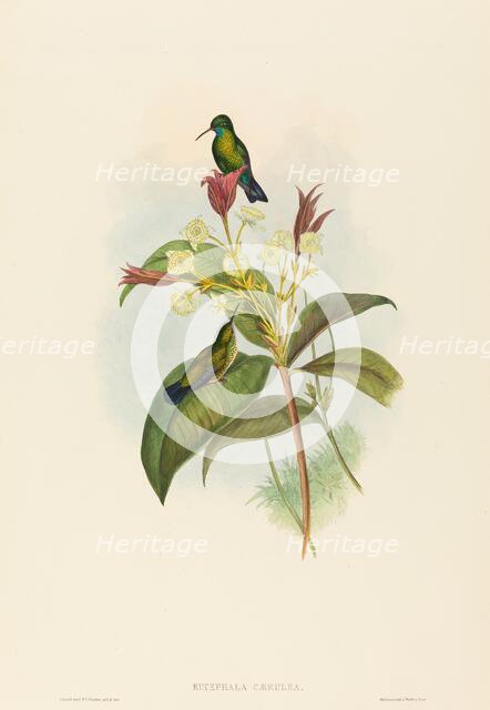 Eucephala caerulea (Blue-chinned Sapphire). Creators: John Gould, Henry Constantine Richter.